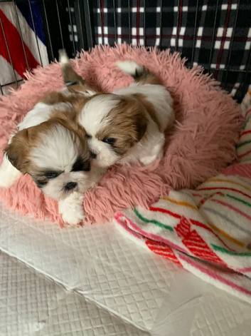 Shih Tzu puppies