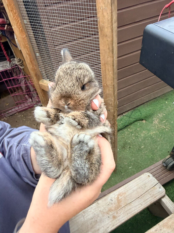 Mini lop babies