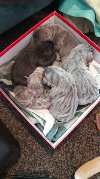 Puppies for sale