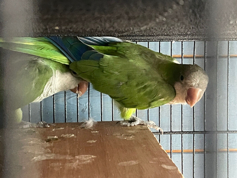 Green Quaker(Monk parakeet)