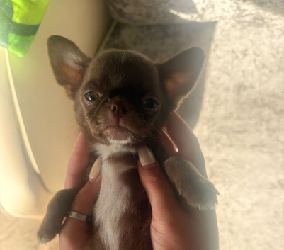 Stunning Chocolate little male smoothcoat