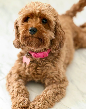 Beautiful 4 year old Cavapoo looking for forever home