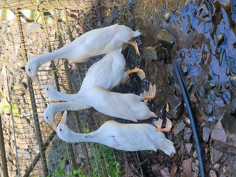 ****PUREBRED WHITE INDIAN RUNNERS****