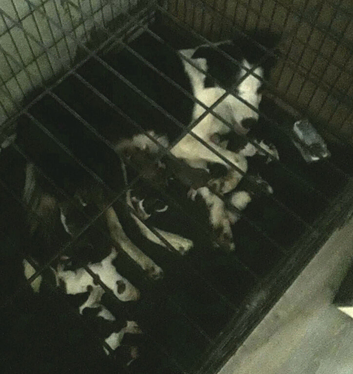 Beautiful pups
