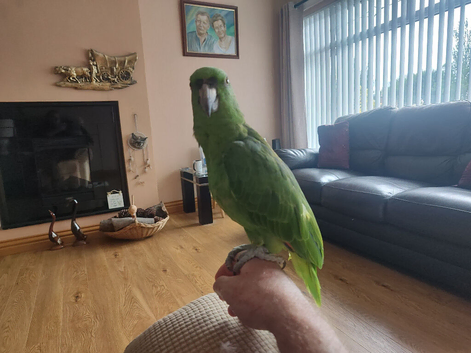 Yellow naped Amazon