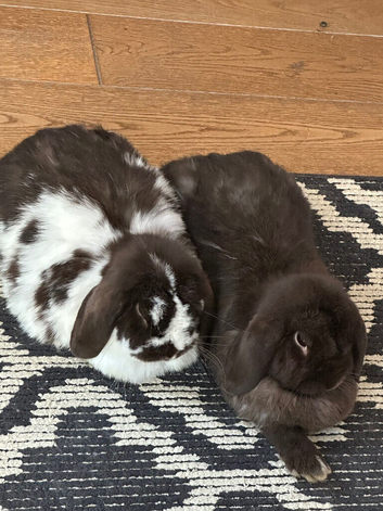 Gorgeous free mini lop brothers