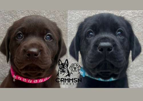 Outstanding, Health Tested, KC Registered, Labrador Puppies