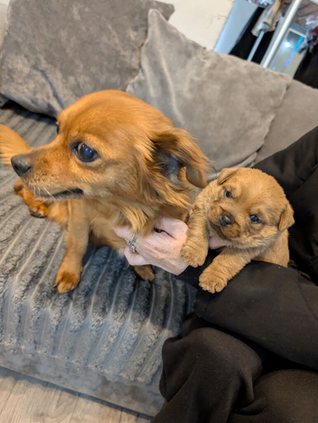 Chihuahua cross shih Tzu puppy