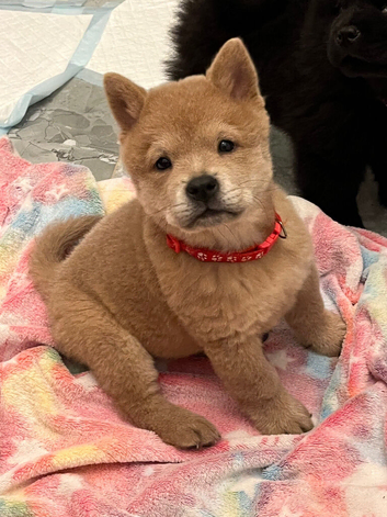 Chows ready and reduced !!