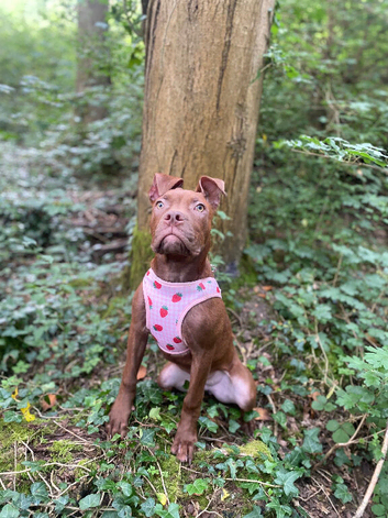 Chocolate girl