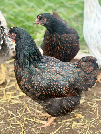 Double gold laced barnevelder pullets