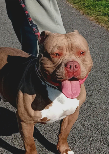 Pocket Bully ABKC registered proven stud