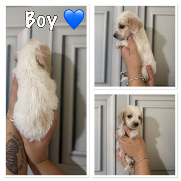 Beautiful Cockapoo Puppies Looking for Loving Homes!