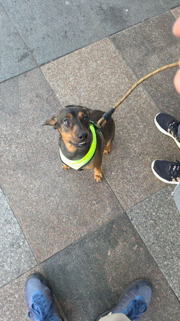 Beautiful 9 month old pup