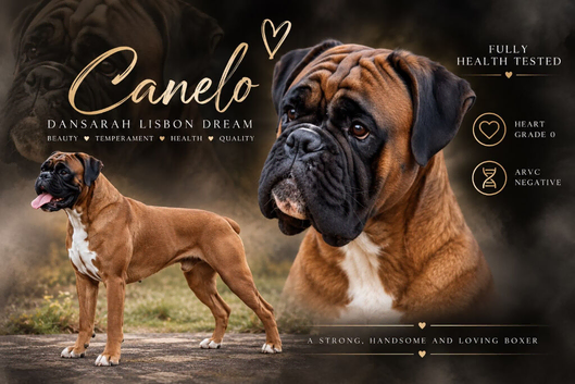 KC REG PROVEN 0 HEART SCORE BOXER STUD