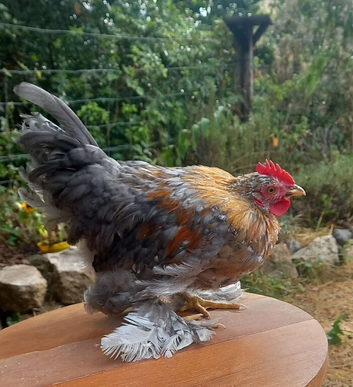 Mixed Breed Bantam Cockerels
