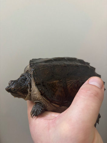 Common snapping turtle