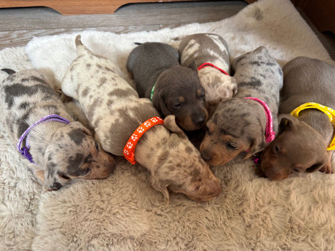 Beautiful Miniature Dachshunds