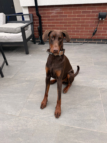 Beautiful kc Registered Doberman boy