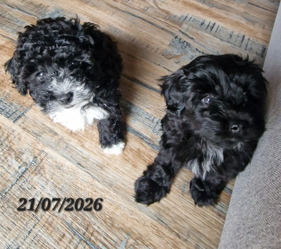 Maltipoo f1b, 2 boys 4 girls, &pound;1500/&pound;1600