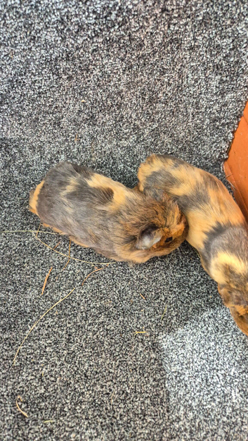 Guinea pig boars