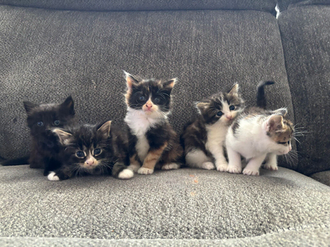 Beautiful kittens