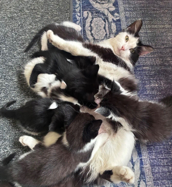 10 week old kitten