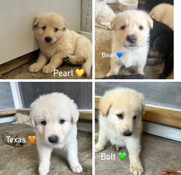 4 German Shepherd Puppies Left. Straight Backed.