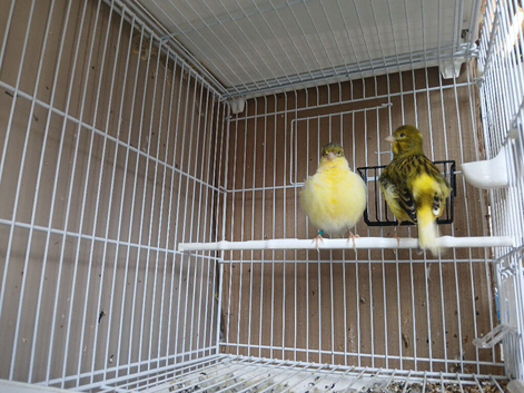 Pair of Fife Canarys