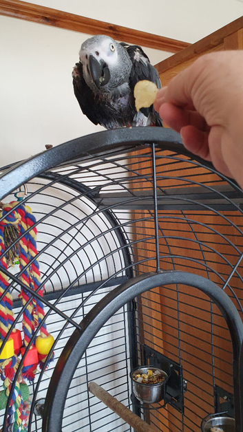 African Gray,  female for sale, she says a few words calls, &  Whistles