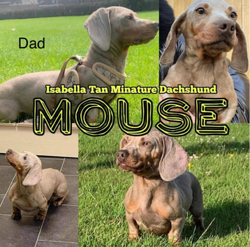 Beautiful kc registered miniature dachshunds