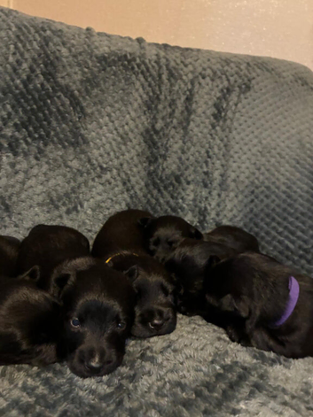 6 scottiah terrier puppies