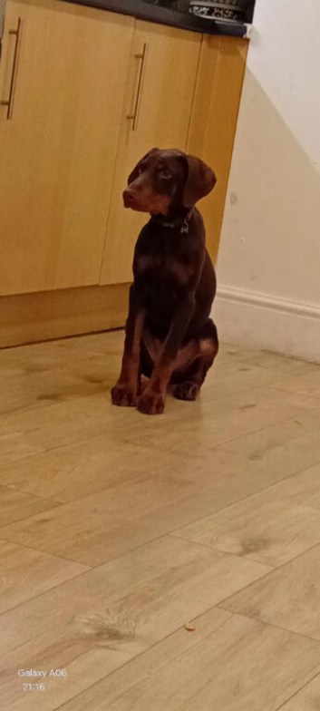 Chocolate Doberman female