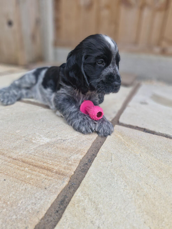 2 pups from litter.