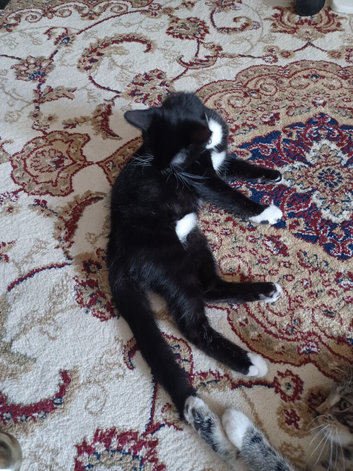 Playfully and loving kittens looking for their forever homes