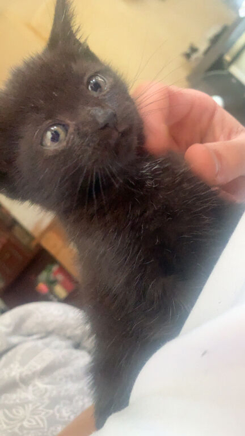3 beautiful black kittens