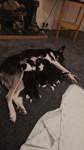 Outstanding Working Border Collie Puppies