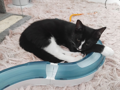 Kitten for sale