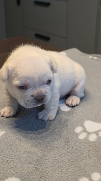 Cream French Bulldog puppies