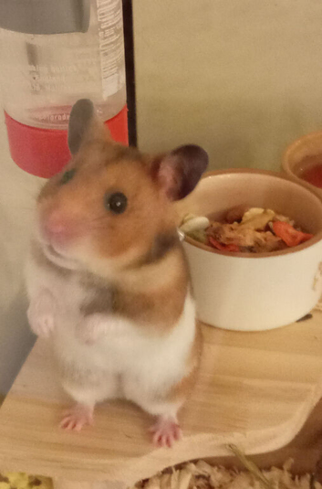 Female Syrian Hamster