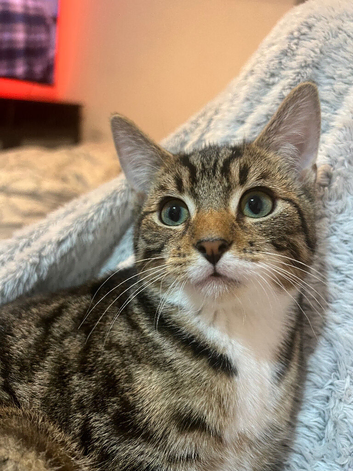Tabby cat