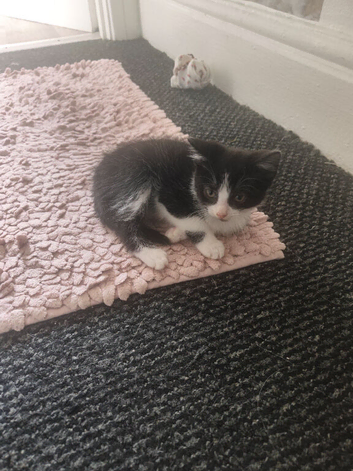 Black/white kitten