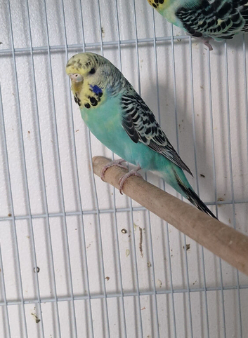 Stunning colours budgies