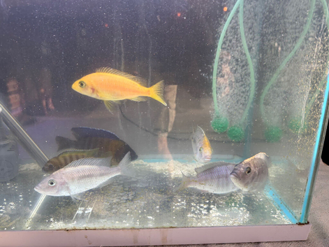 Malawi Cichlids Free to a good home!
