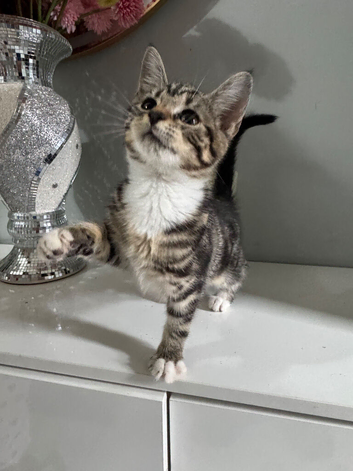 Kitten tabby female