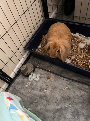 Rabbit for sale