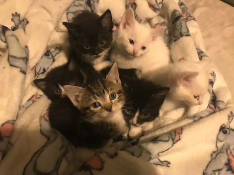 6 kittens
