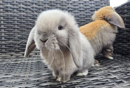 Beautiful Mini Lop Bunnies