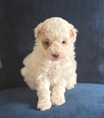 Second Generation Maltipoo puppies