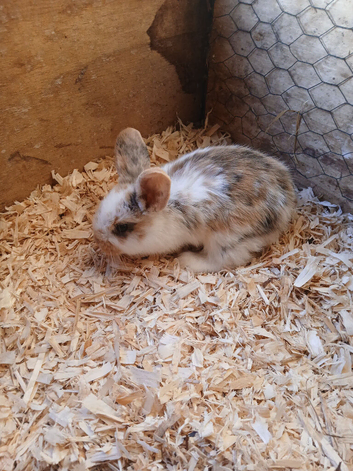 5 baby bunnies mini lop